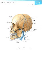 Sobotta Atlas of Human Anatomy  Head,Neck,Upper Limb Volume1 2006, page 82